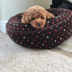 jasper1