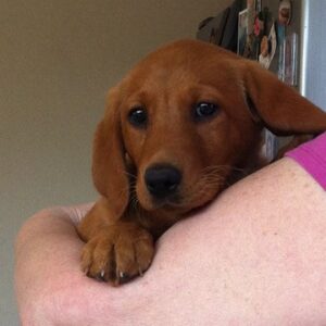 purdey1