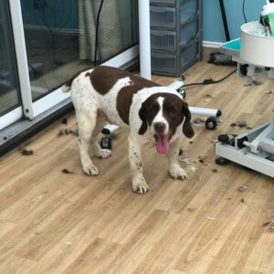 spaniel after