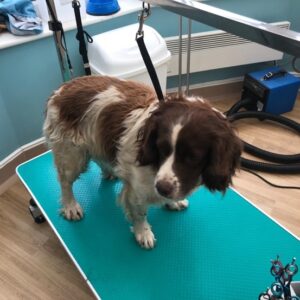 spaniel before